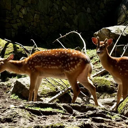 Lieu Secret Dans Les Alpes Suisses Chalet *